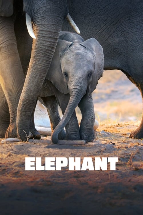 Elephant izle (2020)