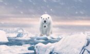 Polar Bear izle (2022)